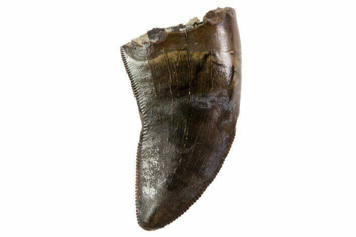 Albertosaurus Tooth - Alberta (Disposition #-) #67607